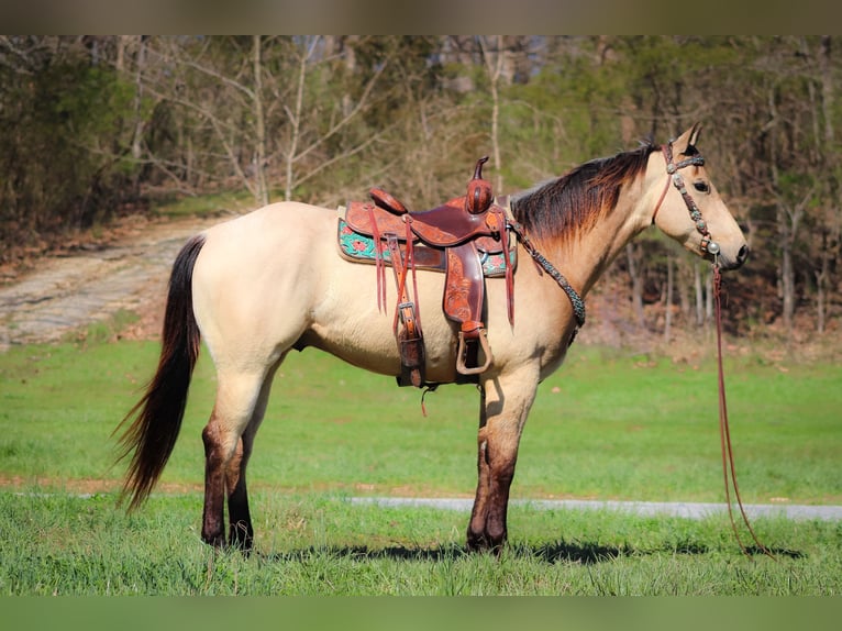 American Quarter Horse Wallach 6 Jahre Buckskin in Flemingsburg Ky