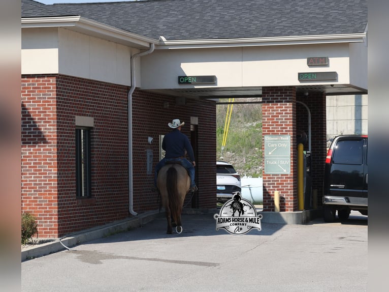 American Quarter Horse Wallach 6 Jahre Champagne in Mount Vernon
