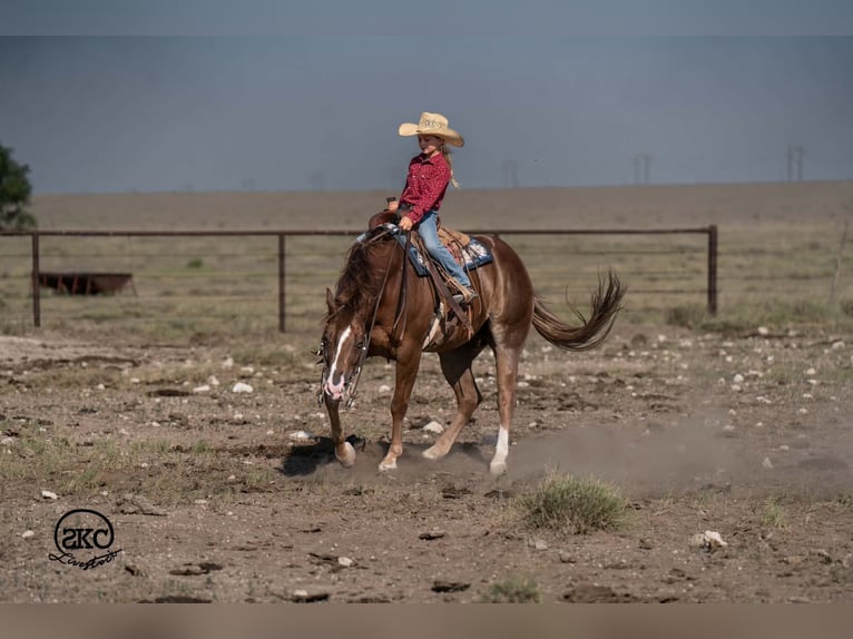 American Quarter Horse Wallach 6 Jahre Dunkelfuchs in Canyon