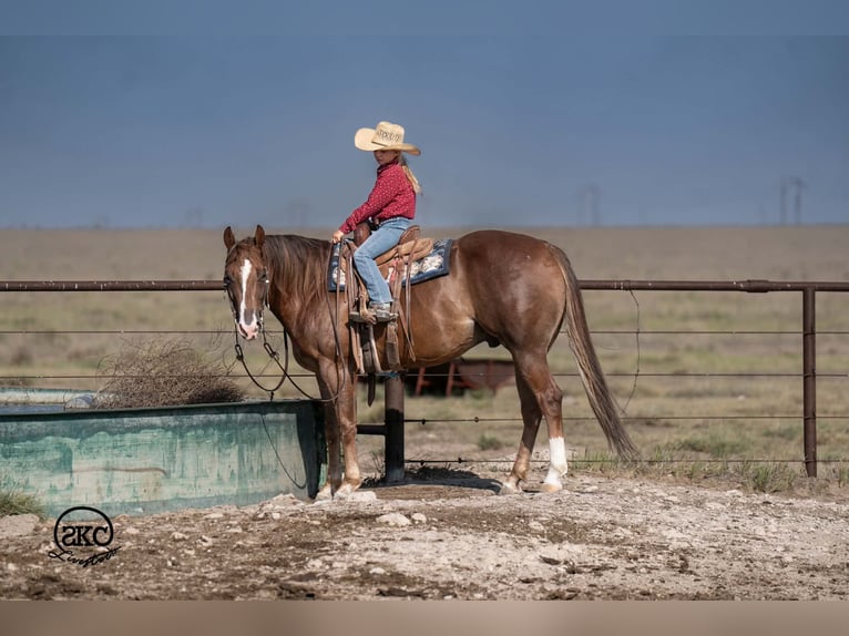 American Quarter Horse Wallach 6 Jahre Dunkelfuchs in Canyon