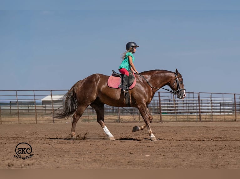 American Quarter Horse Wallach 6 Jahre Dunkelfuchs in Canyon