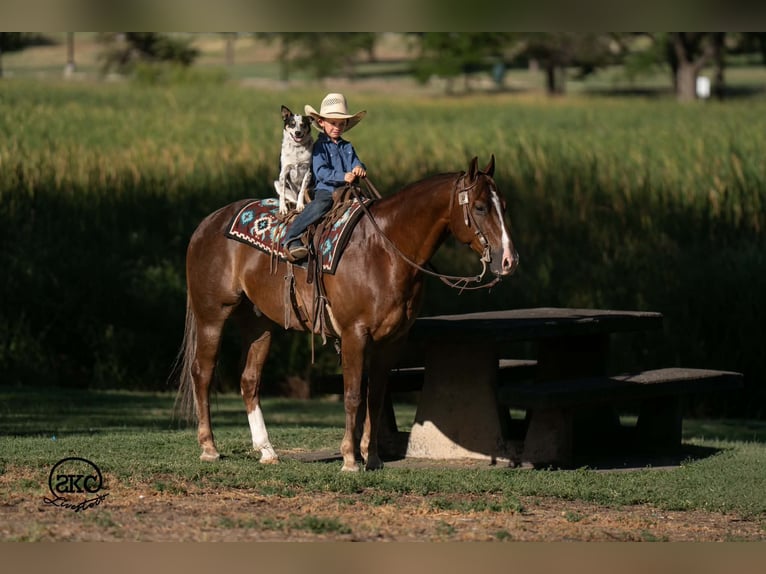 American Quarter Horse Wallach 6 Jahre Dunkelfuchs in Canyon