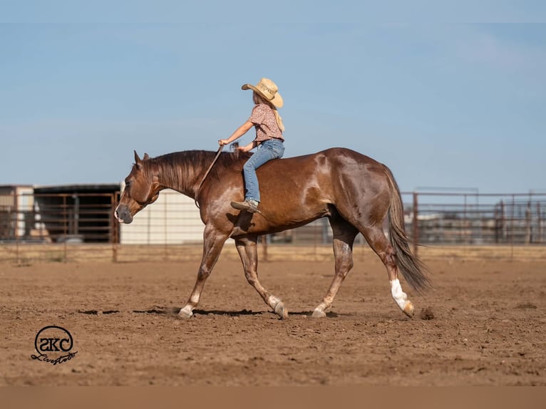 American Quarter Horse Wallach 6 Jahre Dunkelfuchs in Canyon