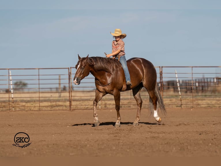 American Quarter Horse Wallach 6 Jahre Dunkelfuchs in Canyon