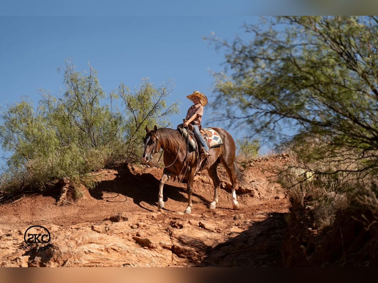 American Quarter Horse Wallach 6 Jahre Dunkelfuchs in Canyon