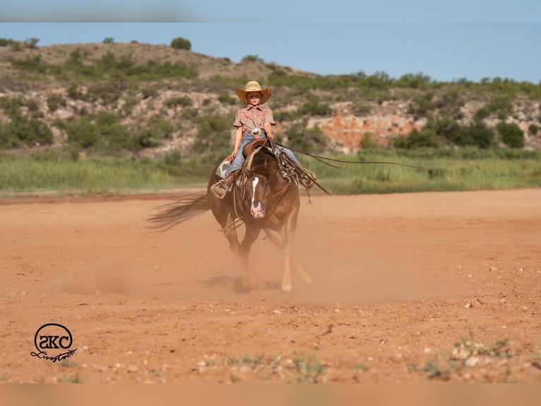 American Quarter Horse Wallach 6 Jahre Dunkelfuchs in Canyon