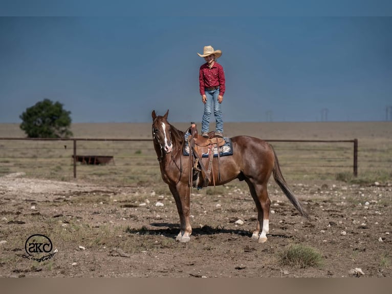 American Quarter Horse Wallach 6 Jahre Dunkelfuchs in Canyon