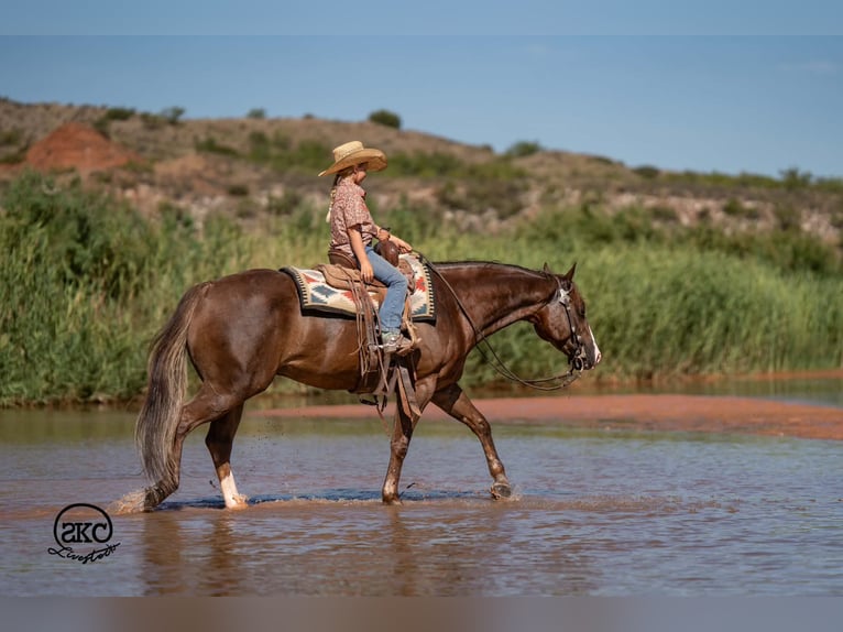 American Quarter Horse Wallach 6 Jahre Dunkelfuchs in Canyon