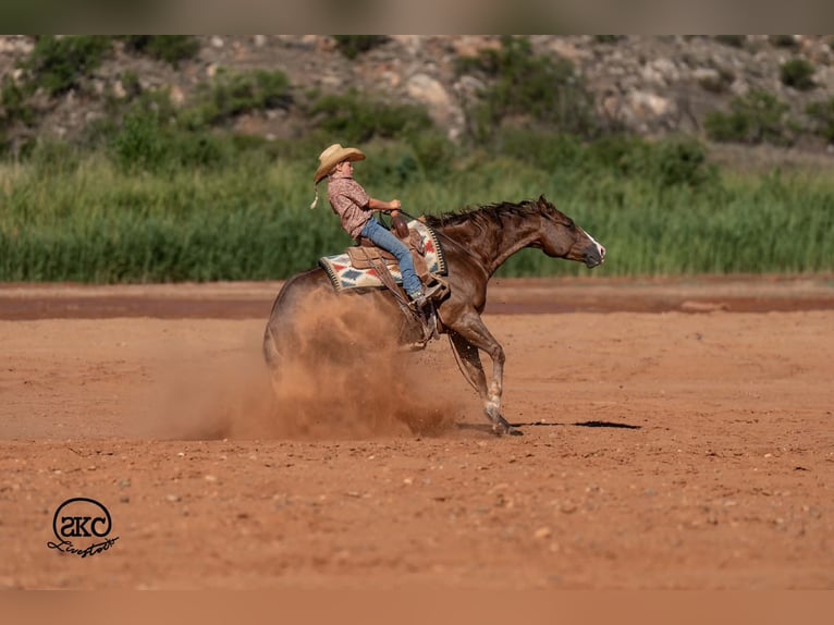 American Quarter Horse Wallach 6 Jahre Dunkelfuchs in Canyon