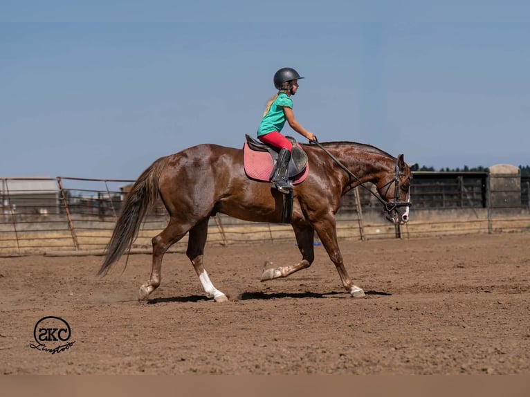 American Quarter Horse Wallach 6 Jahre Dunkelfuchs in Canyon
