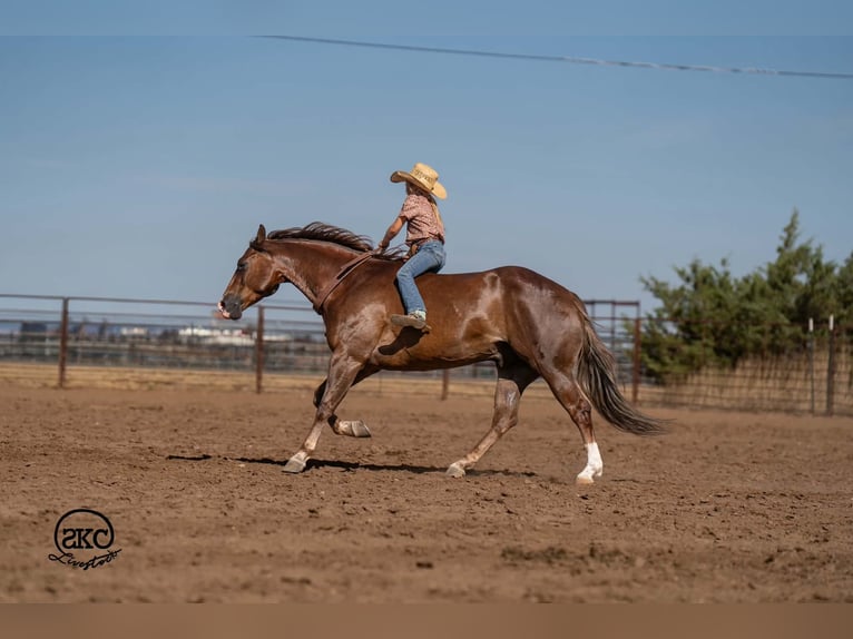 American Quarter Horse Wallach 6 Jahre Dunkelfuchs in Canyon