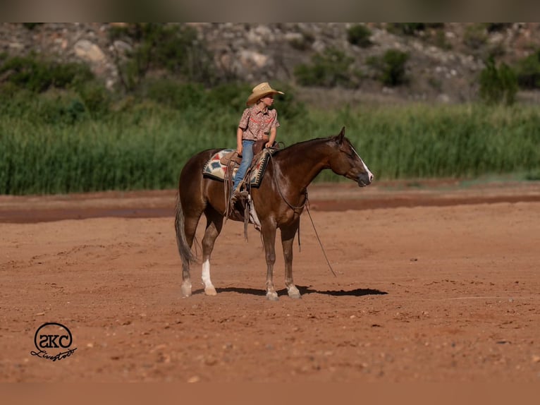 American Quarter Horse Wallach 6 Jahre Dunkelfuchs in Canyon