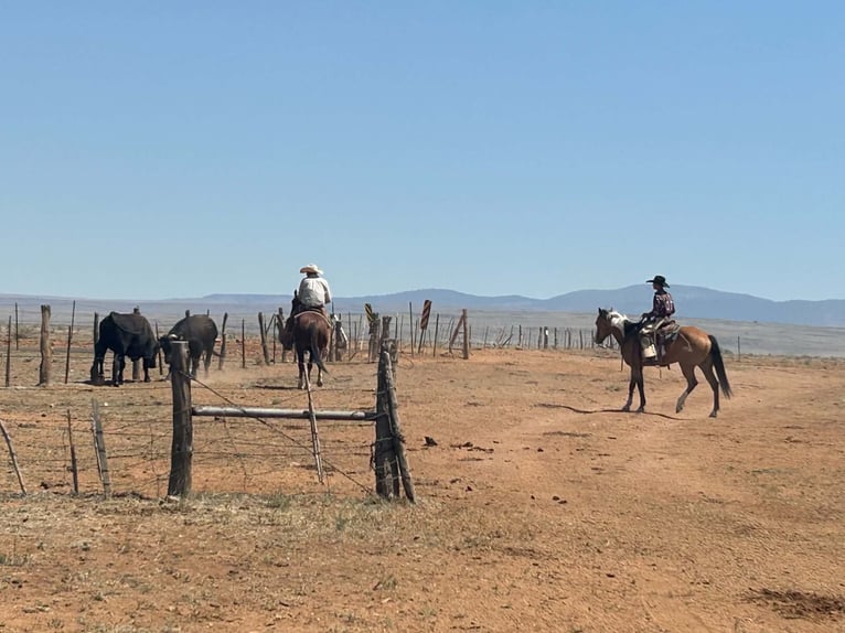 American Quarter Horse Wallach 6 Jahre Dunkelfuchs in Canyon