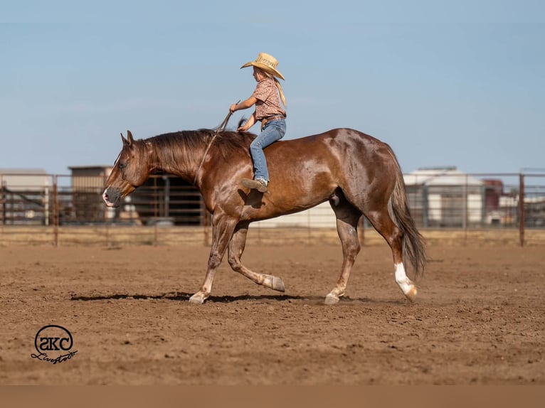 American Quarter Horse Wallach 6 Jahre Dunkelfuchs in Canyon