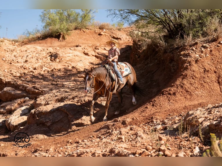 American Quarter Horse Wallach 6 Jahre Dunkelfuchs in Canyon