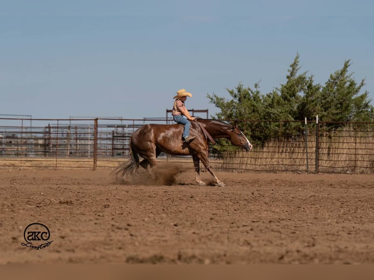 American Quarter Horse Wallach 6 Jahre Dunkelfuchs in Canyon