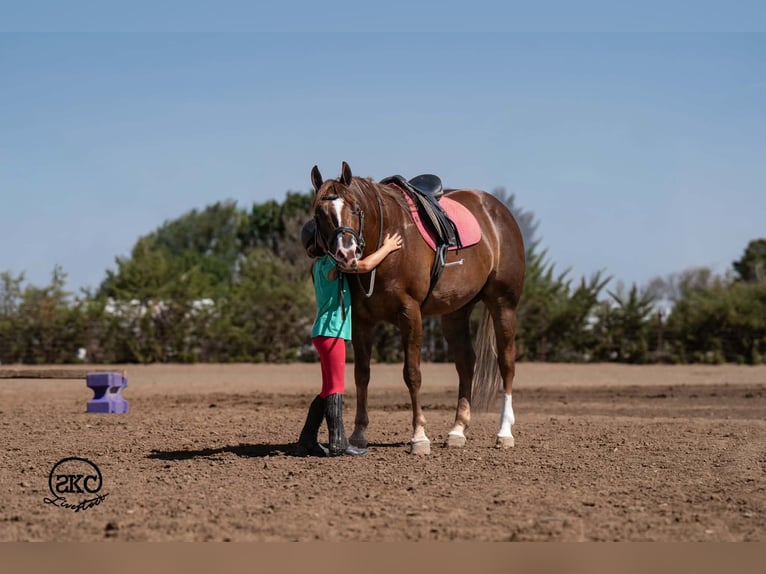 American Quarter Horse Wallach 6 Jahre Dunkelfuchs in Canyon
