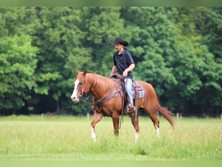 American Quarter Horse Wallach 6 Jahre Dunkelfuchs in Clarion