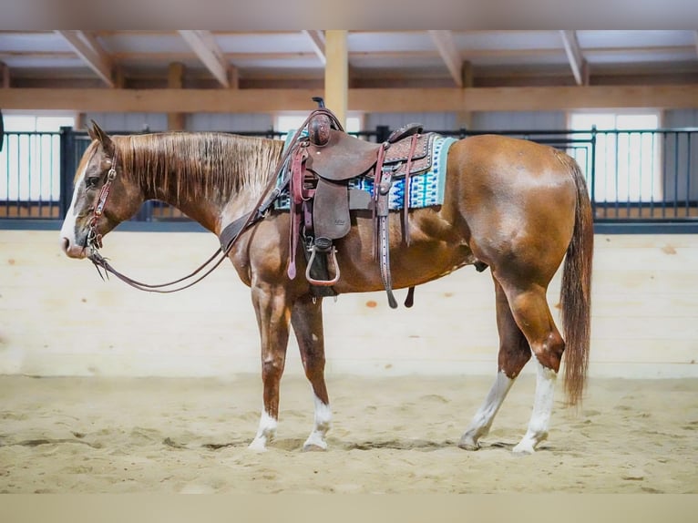 American Quarter Horse Wallach 6 Jahre Dunkelfuchs in Clarion