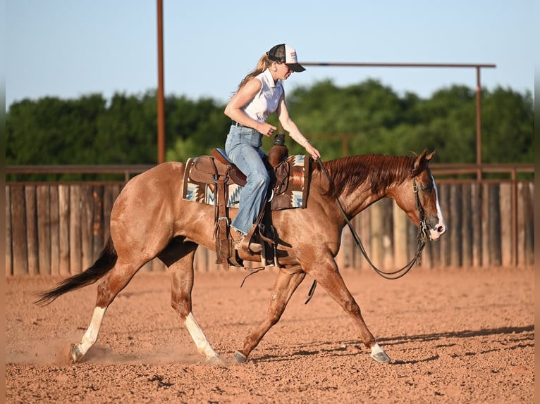 American Quarter Horse Wallach 6 Jahre Falbe in Waco