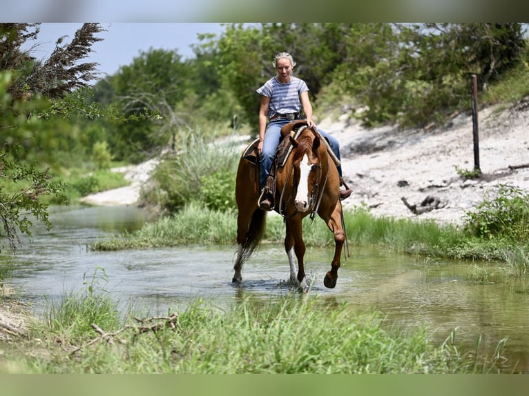American Quarter Horse Wallach 6 Jahre Falbe in Waco