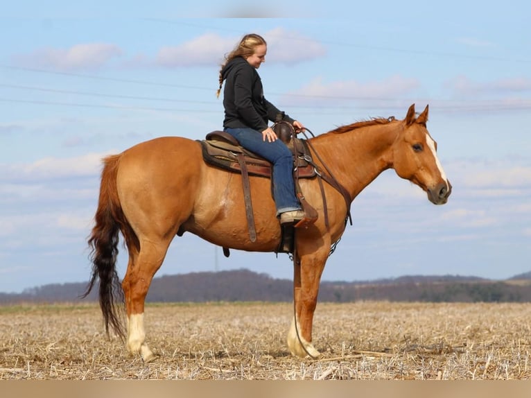 American Quarter Horse Wallach 6 Jahre Falbe in Miola, PA