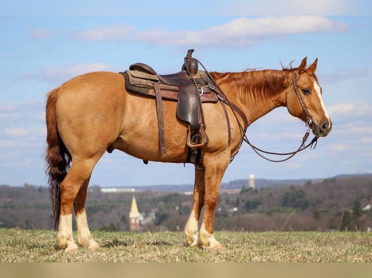 American Quarter Horse Wallach 6 Jahre Falbe in Miola, PA