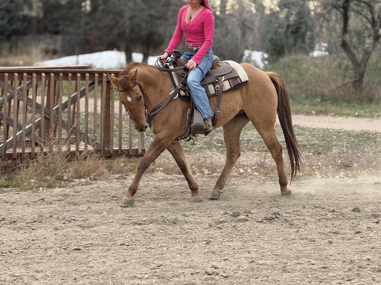 American Quarter Horse Wallach 6 Jahre Falbe in Fort Collins