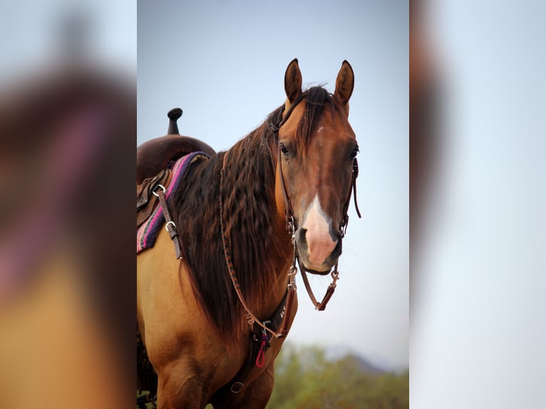 American Quarter Horse Wallach 6 Jahre Falbe in Marana