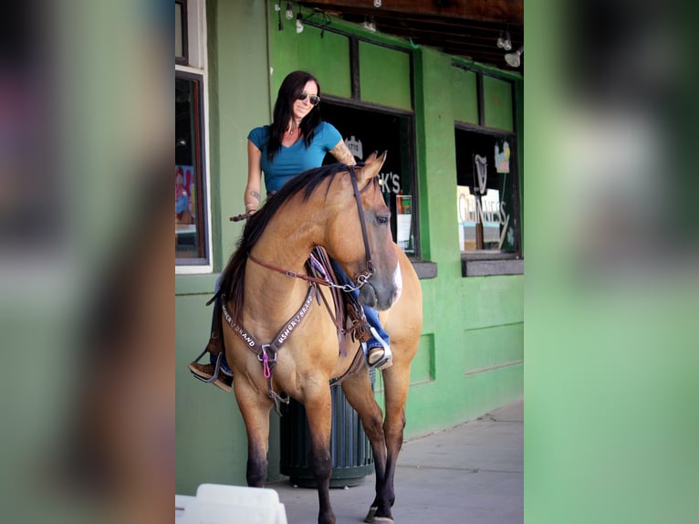 American Quarter Horse Wallach 6 Jahre Falbe in Marana