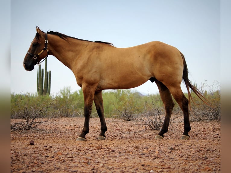 American Quarter Horse Wallach 6 Jahre Falbe in Marana