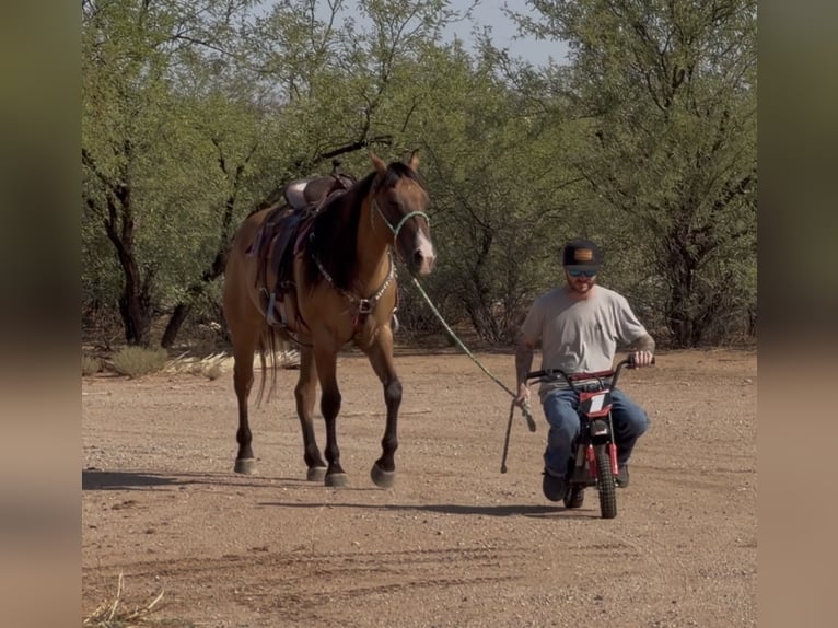 American Quarter Horse Wallach 6 Jahre Falbe in Marana