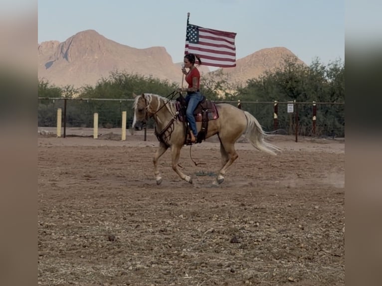 American Quarter Horse Wallach 6 Jahre Falbe in Marana
