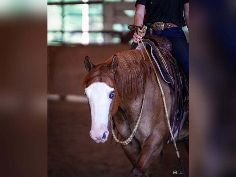 American Quarter Horse Wallach 6 Jahre Falbe in Addison, TX