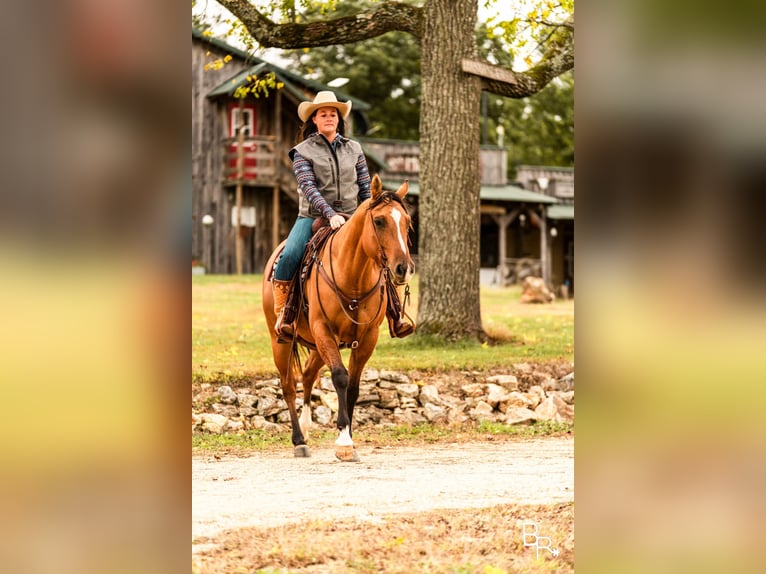 American Quarter Horse Wallach 6 Jahre Falbe in Mountain Grove MO