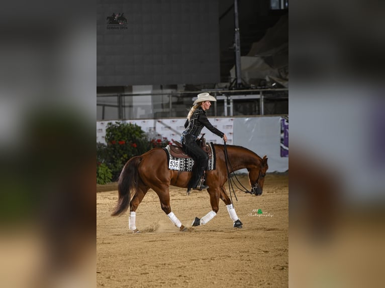 American Quarter Horse Wallach 6 Jahre Fuchs in B&#xFC;nde