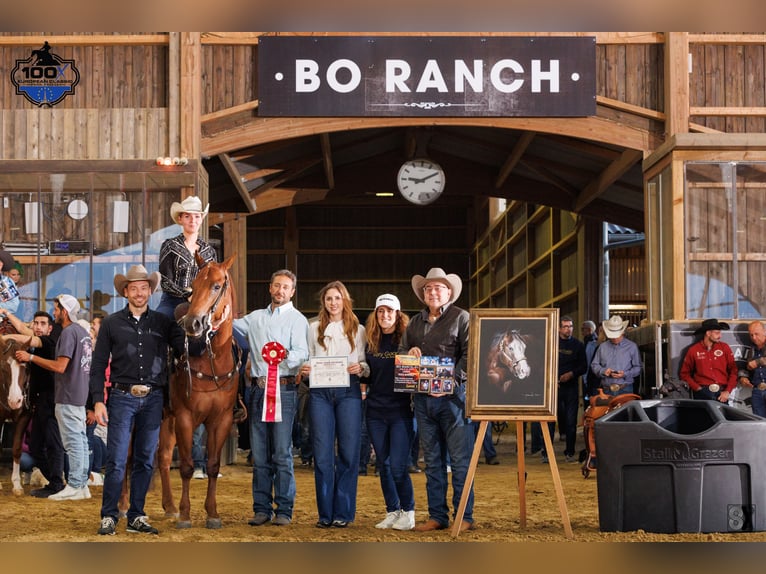 American Quarter Horse Wallach 6 Jahre Fuchs in B&#xFC;nde