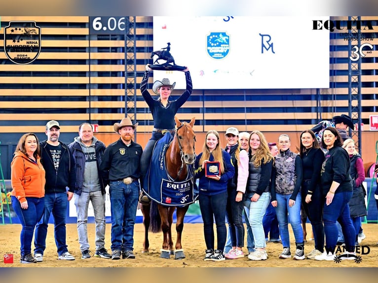 American Quarter Horse Wallach 6 Jahre Fuchs in B&#xFC;nde