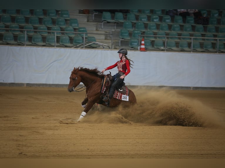 American Quarter Horse Wallach 6 Jahre Fuchs in B&#xFC;nde