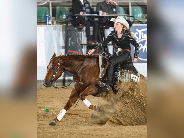 American Quarter Horse Wallach 6 Jahre Fuchs in B&#xFC;nde