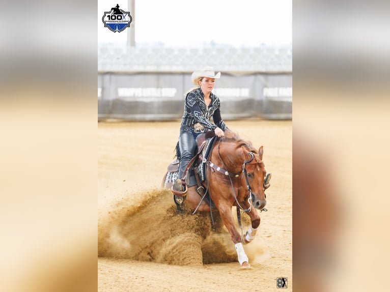American Quarter Horse Wallach 6 Jahre Fuchs in B&#xFC;nde