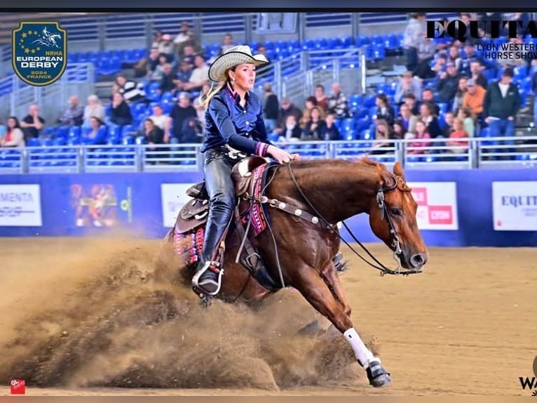 American Quarter Horse Wallach 6 Jahre Fuchs in B&#xFC;nde
