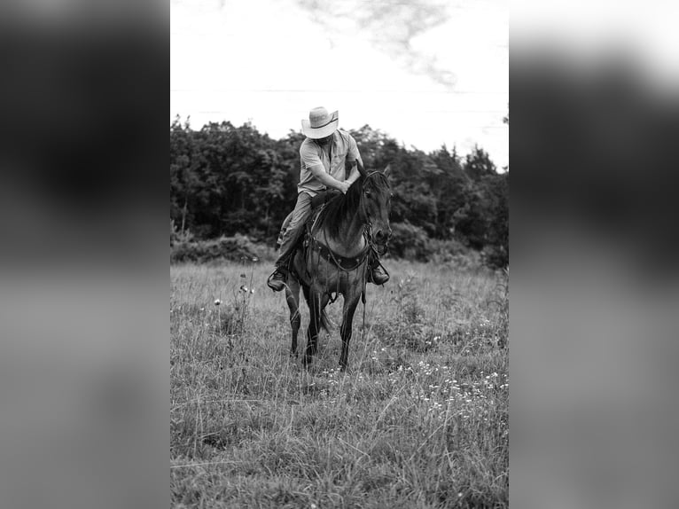American Quarter Horse Wallach 6 Jahre Grullo in Santa Fe
