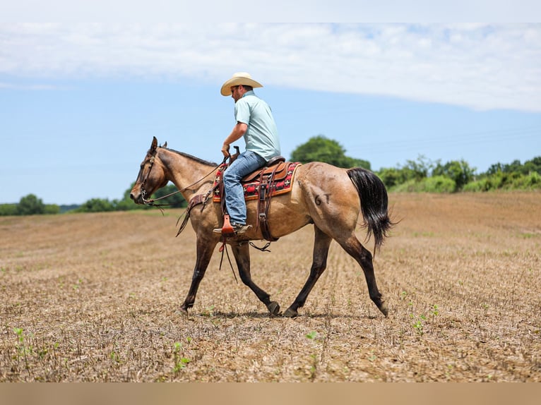 American Quarter Horse Wallach 6 Jahre Grullo in Santa Fe