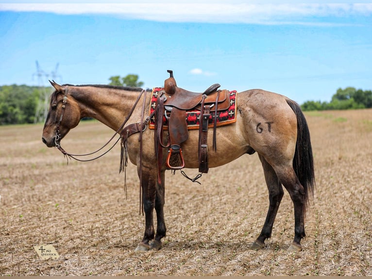 American Quarter Horse Wallach 6 Jahre Grullo in Santa Fe