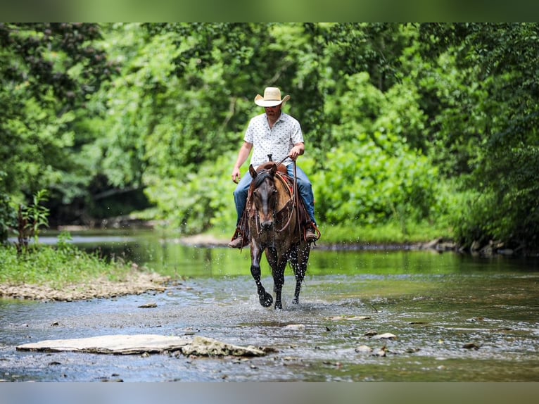 American Quarter Horse Wallach 6 Jahre Grullo in Santa Fe