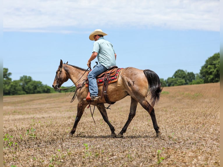 American Quarter Horse Wallach 6 Jahre Grullo in Santa Fe
