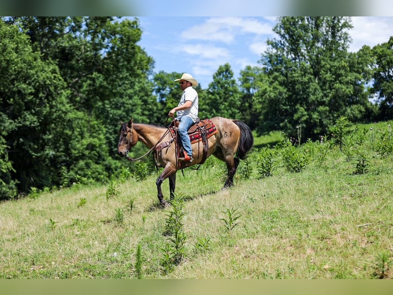 American Quarter Horse Wallach 6 Jahre Grullo in Santa Fe