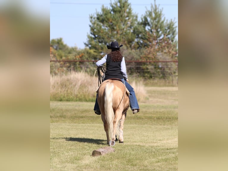 American Quarter Horse Wallach 6 Jahre Palomino in Fort Worth