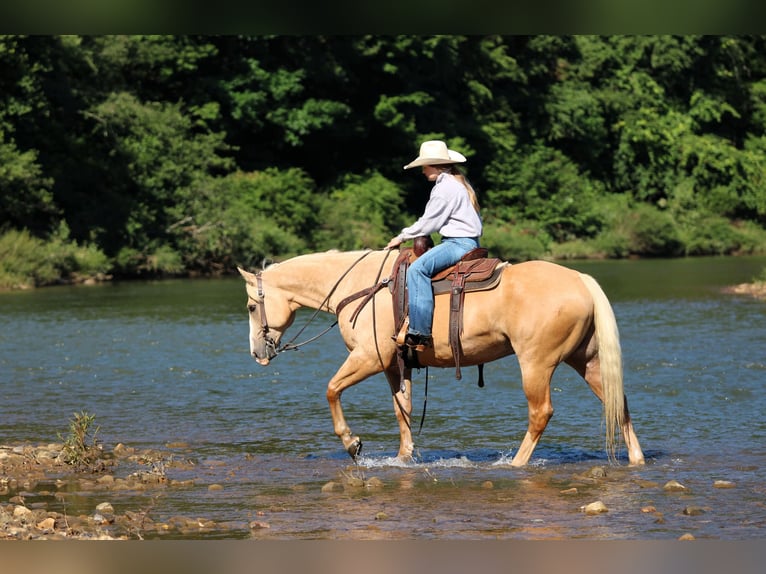 American Quarter Horse Wallach 6 Jahre Palomino in Clarion